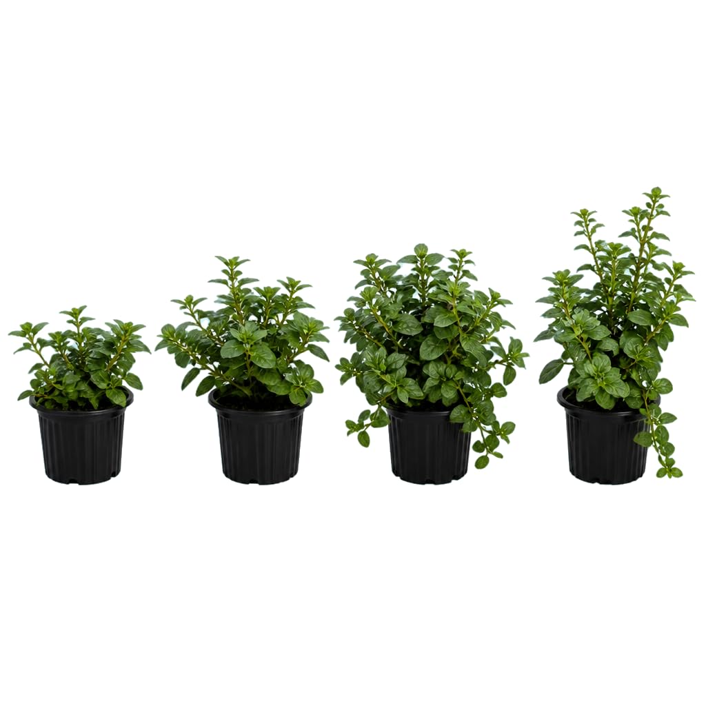 Mentha Piperita - DECOALIVE - Menta Común - Pack Cuádruple - 25-30 cm de Altura - para Terraza Luminosa