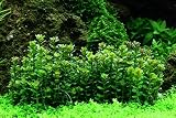 AquaOne Planta de acuario en Vitro Rotala indica 'Bonsai' Planta acuática 1-2-Grow. Planta de acuario, jarra, plantas de laboratorio, decoración de acuarios