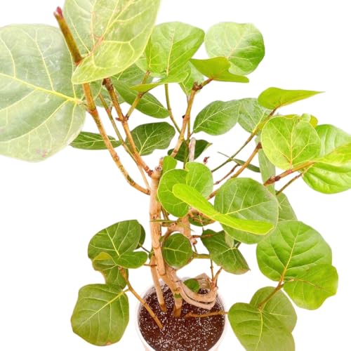 観葉植物 シーグレープ」の人気商品一覧 | 安い商品を通販サイトから