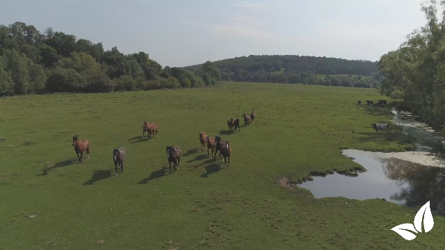 Risemina di un pascolo per cavalli - Articolo specialistico Risemina di un pascolo per cavalli - Articolo specialistico