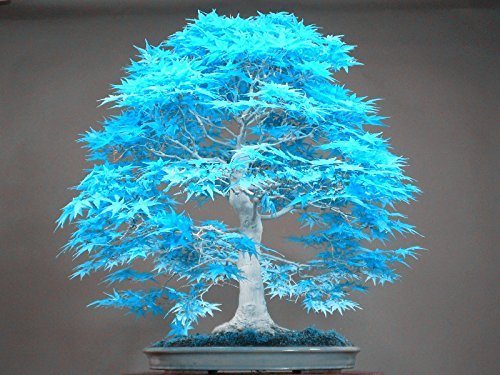 Big Sales!!! 20pcs Blue Maple Seeds Chinese Rare Blue Bonsai Maple