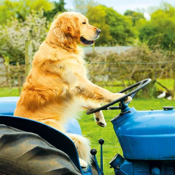 Noel Tatt Geburtstagskarte – Hund Fährt Traktor, 160x160 Mm, Blanko | Umweltfreundlich & Recycelbar