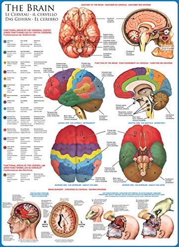 EuroGraphics Human Body (The Brain) 1000 Piece Puzzle - Thumbnail 2