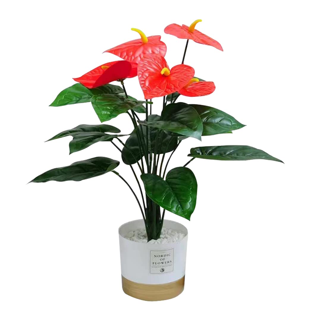 hngende zimmerpflanzen die wenig licht brauchen Tradescantia Zebrina Violett Hngepflanze | 25 cm