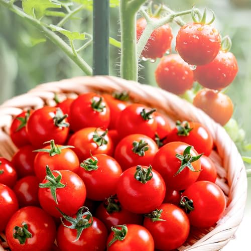 ミニトマト 約1kg 氷川アグリクラブ トマト 熊本[2月上旬-4月末頃出荷]