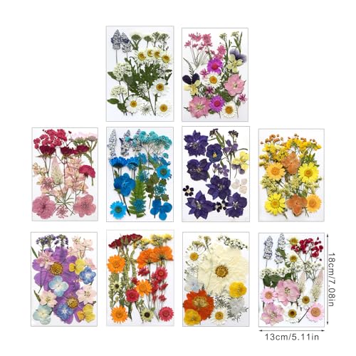Flores secas prensadas para manualidades 18x13cm miniatura 7