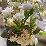 På busstatio'n i Karlstad (2024 Remastered Version)