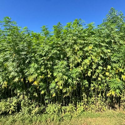 In Search Of: A Pennsylvania Hemp Textile Supply Chain Podcast Por  arte de portada