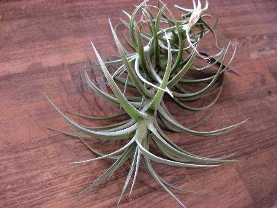 Amazon エアープランツ チランジア アエラントス クランプ ジャンボサイズ 希少 観葉植物 オンライン通販