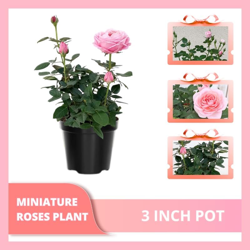 Miniatura 5 de Mini rosa rosa claro viva, rosa en miniatura en maceta de 3 pulgadas, planta con flores para interiores y exteriores, rosa viva compacta para