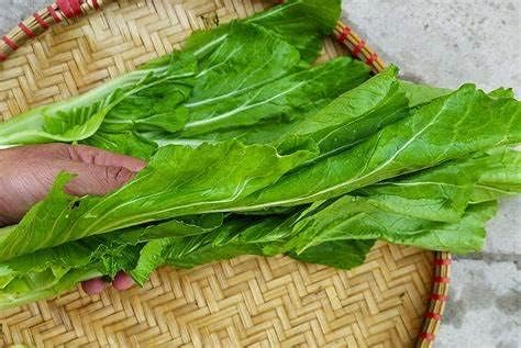 Miniatura 3 de Más de 750 semillas de bambú de hoja grande GAI Choi Mostaza Verde Junio de 2021 Prueba Ci