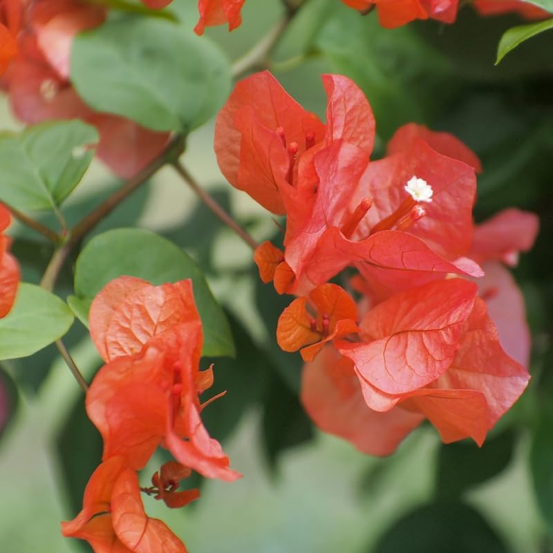 Miniatura 2 de 2 buganvillas naranjas vivas, plantas de buganvillas vivas, plantas de buganvillas plantas vivas de 4 a 5 pulgadas de altura sin maceta, plantas de