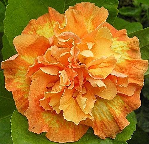 Aazon.co : Yellow Hibiscus Flower Seeds Perennial Flower 100 Seeds