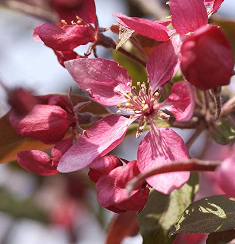 Zier Apfelbaum Profusion 60-80cm - Malus - lebende Gartenpflanze aus den Baumschulen