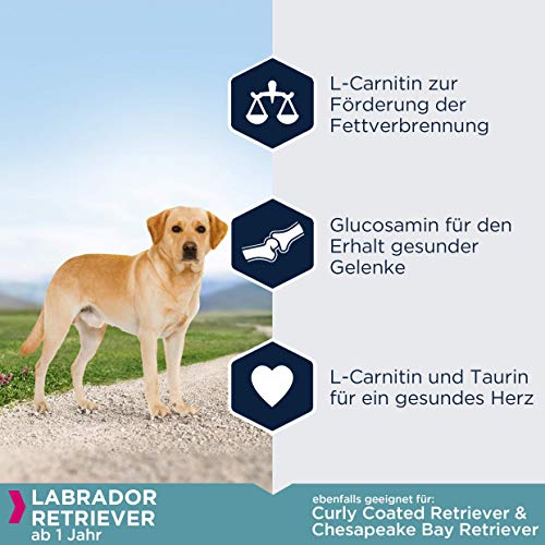 compare prices for golden retriever hund rasse across all amazon european stores