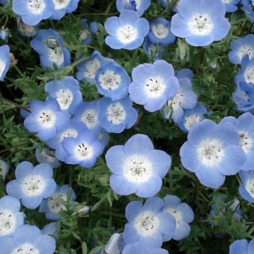 の中でも定番の看板 ネモフィラ インシグニスブルー 3 5寸ポットごと4個 つぼみ沢山 植物 お買い得 Diocesekabgayi Org