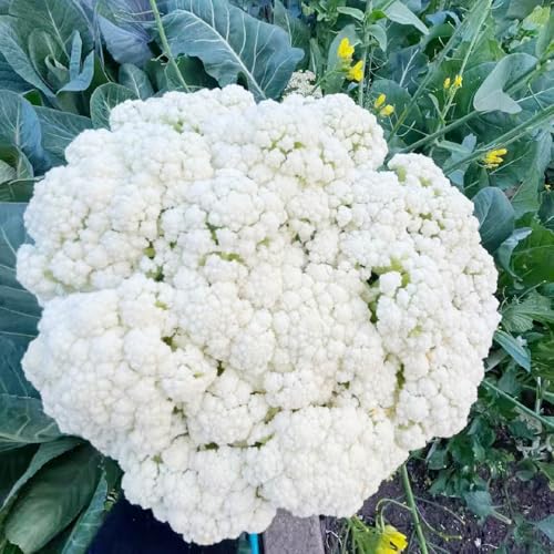 semillas de coliflor, semillas de hortalizas semillas de hortalizas de invierno, huerta fresco de corral semillas de hierbas plantas de jardín resistentes al exterior, plantas 350pcs