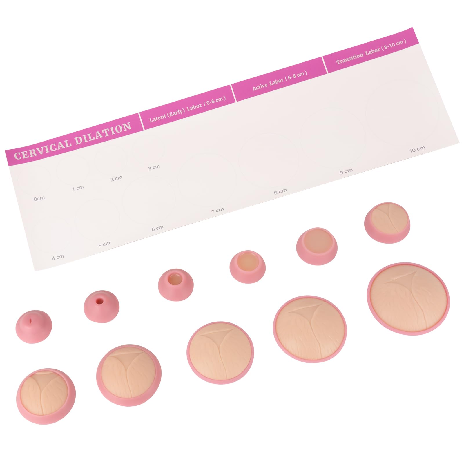 MedEduQuest Cervical Dilation Simulator with 0-10cmfor Midwife and Doula Training, Gynecological Examination Model, Medical Education, and Birth