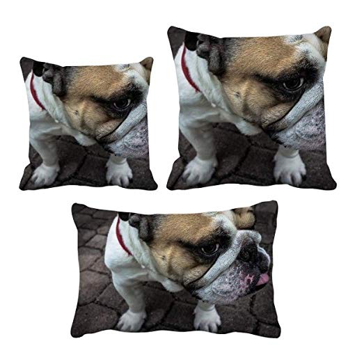Housse de coussin bouledogue DIYthinker pour canapé salon - 2