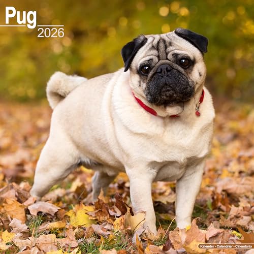 Pug 2026 Calendar | Square Wall Calendar | Dog Breed Gift | Plastic Free Packaging | by Avonside Publishing