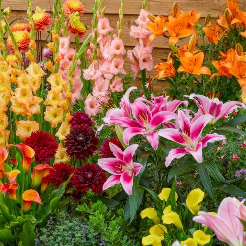 Sommerblumen zwiebeln Rainbow Mix Blumenzwiebeln Gladiolen, Dahlien, Freesien, Lilien, Calla, Liatris, Exklusive Mischung aus Holland, Mehrjährig Pflanzen für Garten