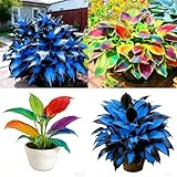 Mixrug Hosta Seeds for Planting, 230+pcs Rare Perennial Hosta Flower Seeds, Non-GMO Heirloom Long Blooming...