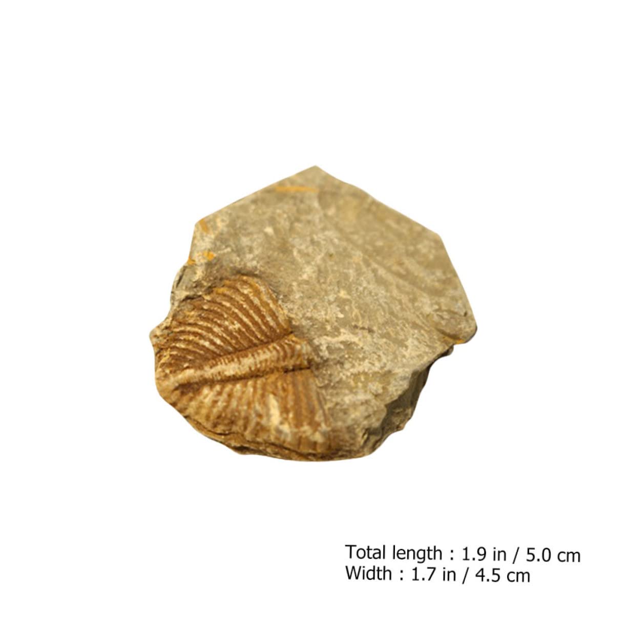 Hohopeti Specimens for Boys and Girls 3pcs Trilobite Tail Rocks Kit Real Trilobite Dinosaur Ornament