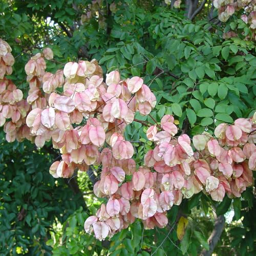 Genérico, Muda de Arvore Da China 20 a 40cm AMK - Plantas Online