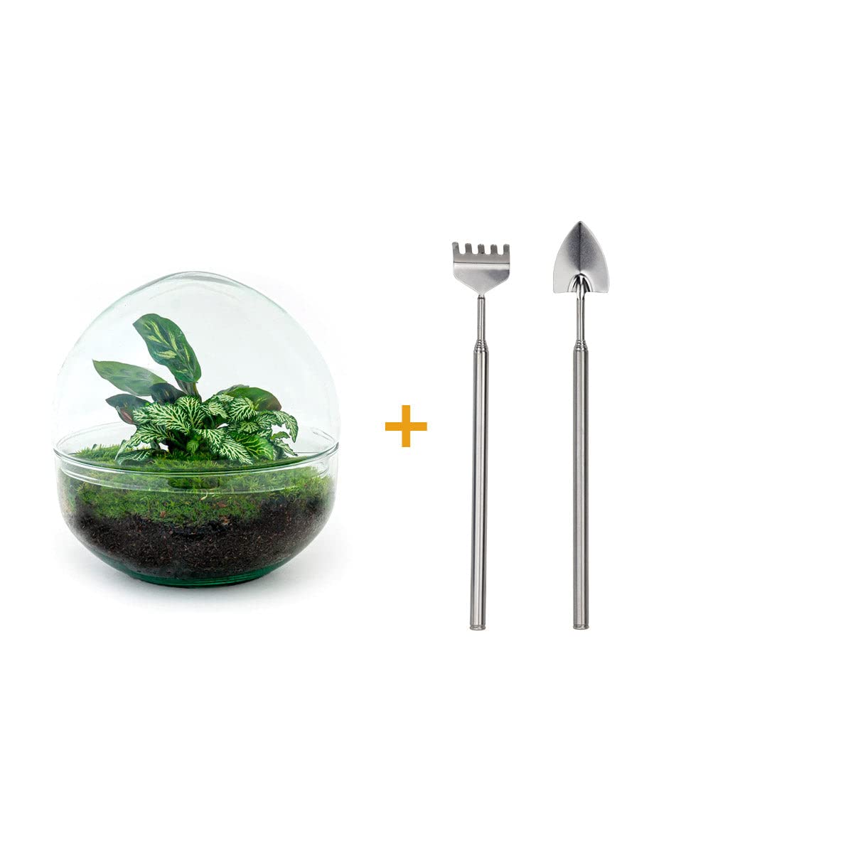 Terrarium do roślin • kopuła • ekosystem z roślinami • ↑ 20 cm – DIY – kompletny zestaw terrarium – terrarium – miejski terrarium – terrarium + grabienie + łopatka + pęseta + nożyczki