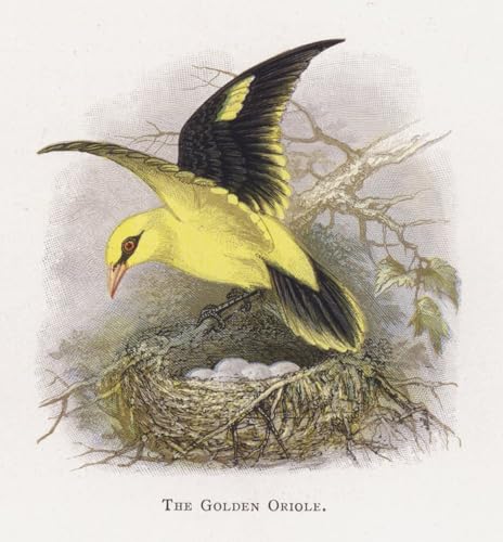 Tableau Toile l'Oriole d'or d'Alexander Lydon affiche art peinture déco 60x90cm