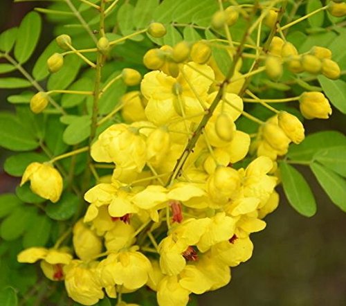Heirloom 10 Seeds Cassia Fistula Golden Shower Tree Tropical Bonsai Bright Yellow Flower