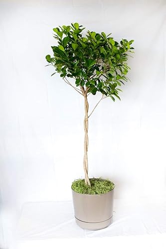 Miniatura 3 de Daniella Ficus - Trenza de higo llorón, planta viva en una maceta de cultivo de 10 pulgadas, Ficus Moclame, hermosa planta de interior purificadora