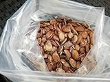 50 Persimmon Tree Seeds, Diospyros Virginiana