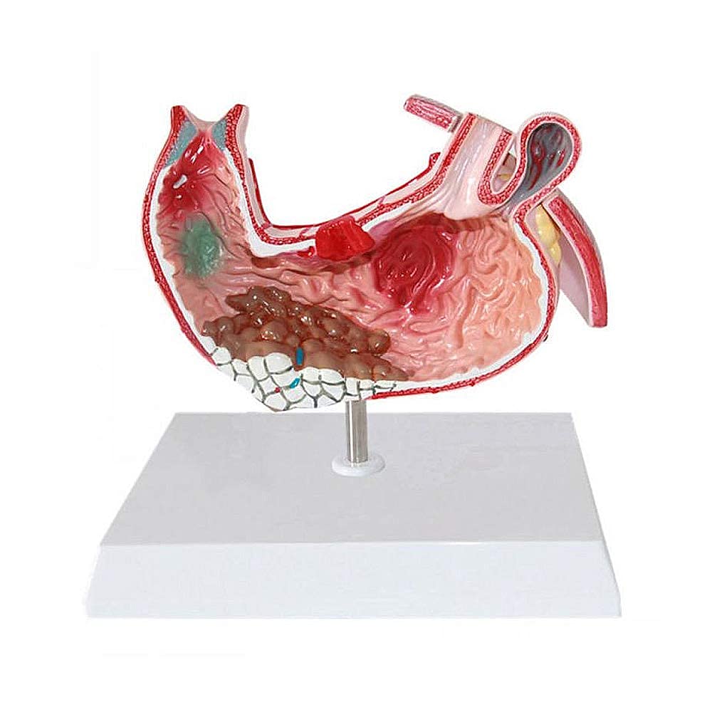 Digestive Anatomy Anatomy Digestive Anatomy Digestive Anatomy Digestive Digestive System Model Digestive System Model