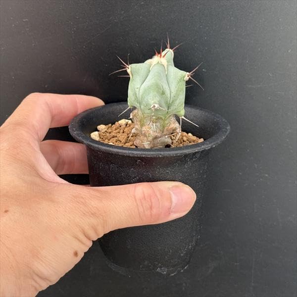 Amazon｜サボテン エキノカクタス 巌 実生｜観葉植物 オンライン通販