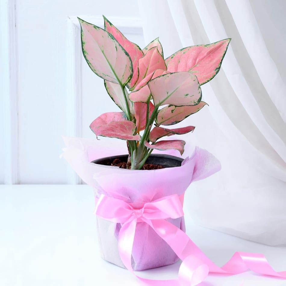 NEW DEBNATH NURSERY; Rare Imported Pink Ruby Aglaonema Live Plant-image-8