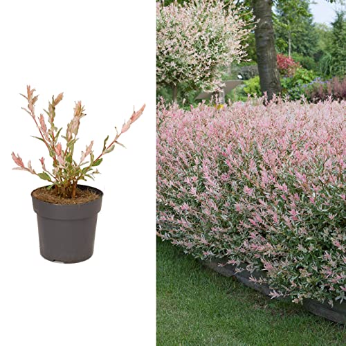 Salix Hakuro Nishiki Flamingo Tree in a 14cm Pot - Amazing Foliage Colour (1 Plant)