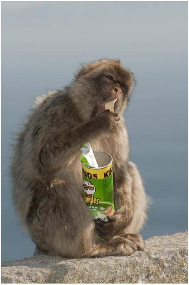 Barbary Macaque Eating Potato Chips Stolen from Tourist, Gibraltar, United Kingdom-Paper Art-26"x38"
