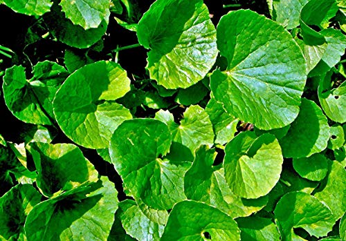100,000 fresh Gotu Kola seeds (March 2020), Centella Asiatica, Indian navel