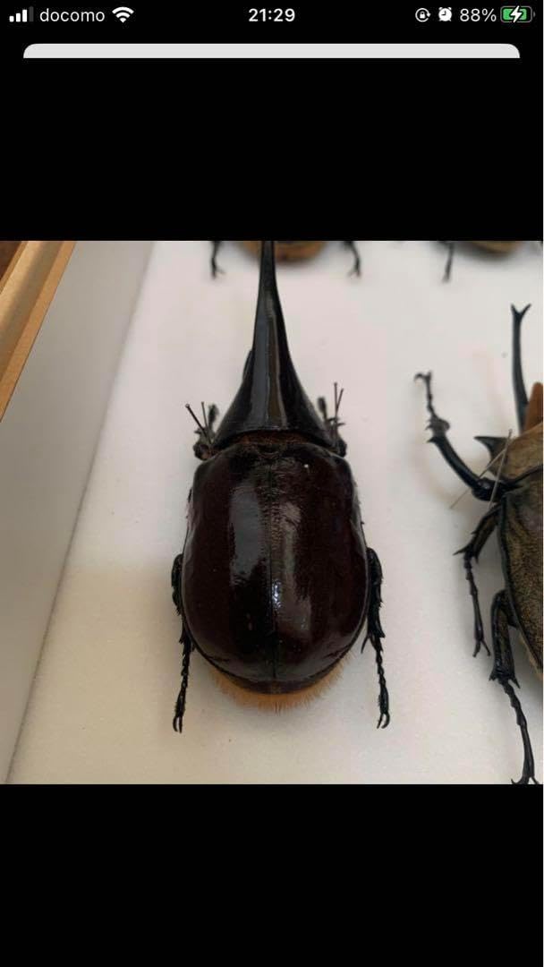 ※　最終価格！ネプチュ−ンオオカブト♂野外標本 ネプチューンオオカブト野外標本♂