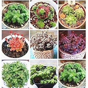 . Crassula Bonsai Pietra Grezza Cactus Bonsai Esotici Bonsai Rare 100 PCS carnoso De Flores Bonsai piccole piante per giardino: MIX: Only Seeds