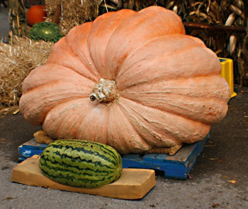 5 SEMILLAS calabaza gigante Giant Atlántico 2017