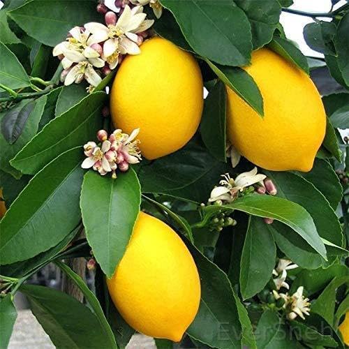 EverSneh Real Live Lemon plant tree Thai Variety Nimbu Plant paudha, Nimboo ka ped With Black Plastic Pot (B0BT1RBM3Y) Amazon Price History, Amazon Price Tracker