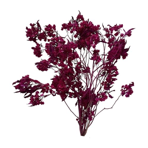 Perfeclan Ramo de Flores secas, arreglos de Flores secas Dodonaea Viscosa, Paquete de Flores secas para Dormitorio, jarrón, decoración de Bodas, Cocina, Rosa Roja