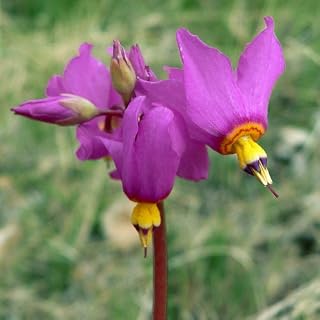 Plant World Seeds - Dodecatheon Pulchellum Seeds (Perennial Flower Seeds)