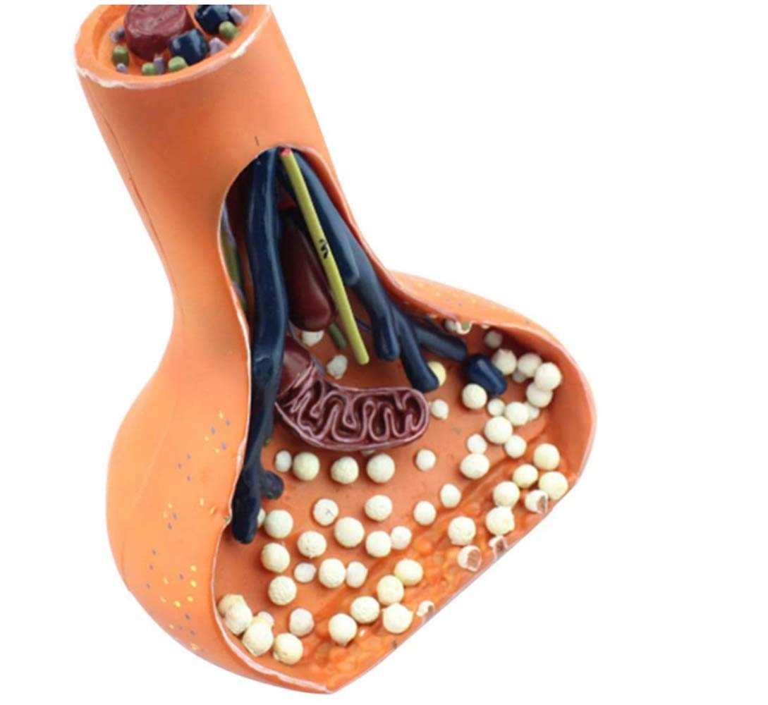 Synaptic Knob Model Chemical Synapse: Structure And Labeled Diagram