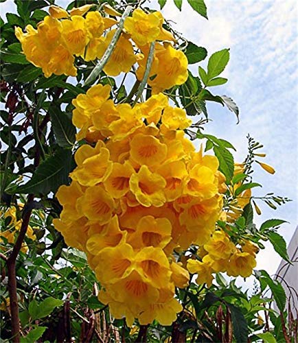 Plants Point Tecoma Yellow Live Plant/Cape Honeysuckle Yellow Elder Yellow Bells Trumpet Flower (1 Healthy Live Plant On Poly Bag) (B08HCVCX3C) Amazon Price History, Amazon Price Tracker