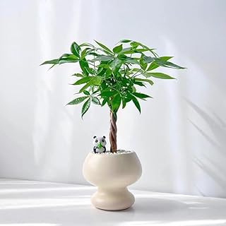 8-12 Inches Tall Money Tree，Easy to plant Live Indoor Plant, Bonsai without basin, Potting Soil, Home Décor, Gardening, Bi...