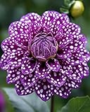 Dahlien zum Anpflanzen,winterharte mehrjährige,Blütendurchmesser 30 cm,selektiert, leicht zu züchten,schön für den Garten(dahlienknollen)-2 Rhizome-D