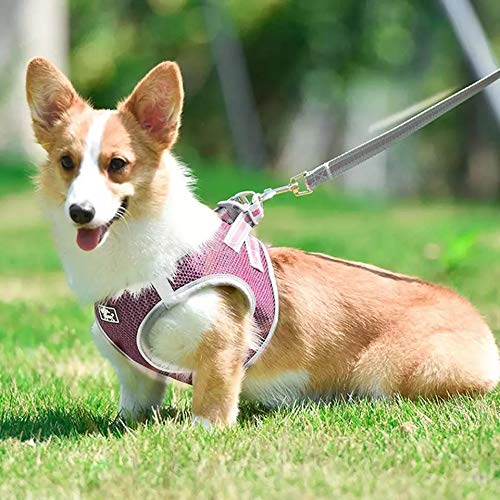 Image of KUTKUT Adjustable Vest Harness with Leash Set 2021 Newest Style | Soft Mesh Breathable Step-in Reflective | for Small-Medium Dogs & Cats (Size: XL, Adjustable Chest: 46-52cm, Pet Weight 7-10Kg)